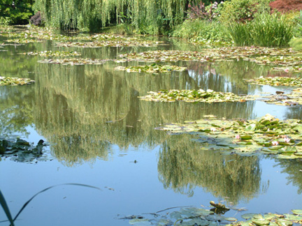 水光幻影的池塘,明澈如鏡,盎然生機的映照自然美景,比畫還像畫的景色。