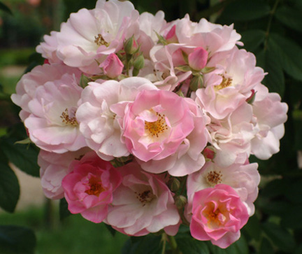 薔薇泛指所有的薔薇原生種。