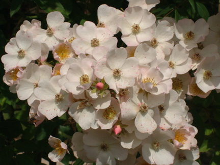 薔薇花朵較小，花瓣向外，露出花芯。