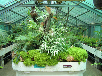 珍貴的室內花草植物有蘭花、山茶花、杜鵑花、秋海棠與鳳梨、還有其他眾多的室內植物�等等。